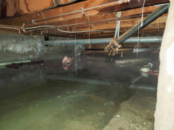  Elwood, NY Water damage restoration Pros