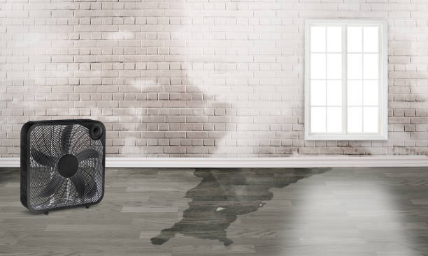 Best Water damage cleanup near me  in Elwood, NY