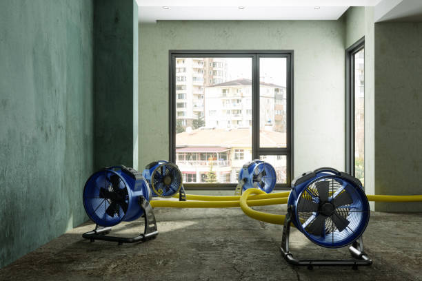 Best Water damage cleanup near me  in Elwood, NY
