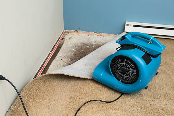 Best Professional water damage repair  in Elwood, NY
